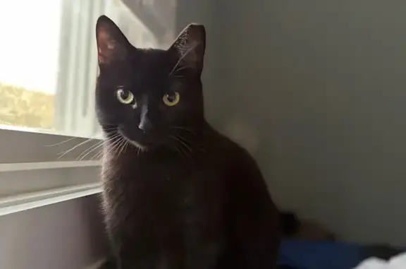 Missing cat Lynbrook, photo: Lost 1YO Black Cat in Lynbrook Area
