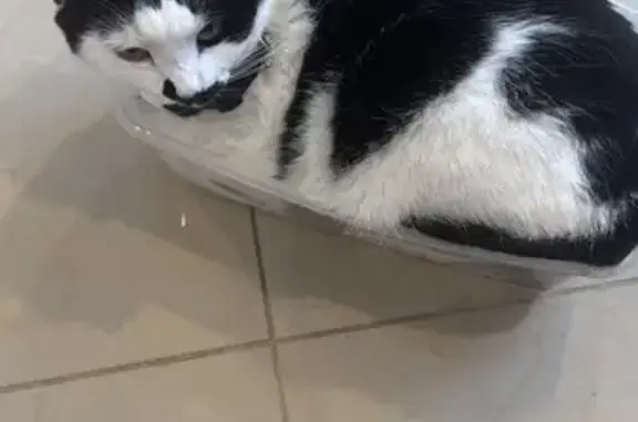 Lost Tuxedo Cat: Shy & Bell-Collared