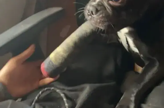 Lost Dog: Black with White Markings