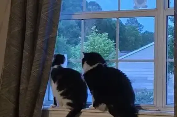 Lost and found pets Durham, photo: Lost Cat Smokey: Grey Back, Pink Nose