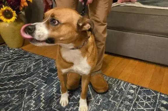 Found: Sweet Boxer Mix in Frui...