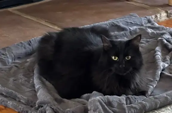 Lost and found pets , photo: Lost: Binx, Shy Black Cat in Johnson City