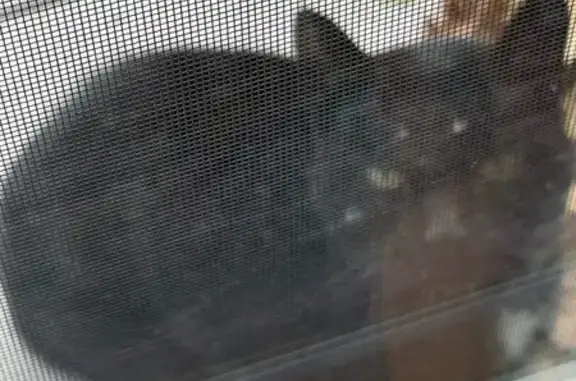 Lost and found pets Indianapolis, photo: Friendly Found Cat Seeks Home - Portage, IN