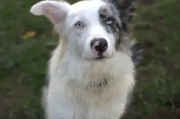 Lost Dog: Unique Eyes, Carothers Rd