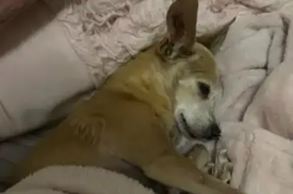 Lost Tiny Brown Dog - East Sagittarius Pl