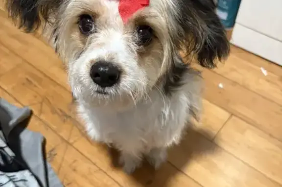 Friendly Small Dog Lost on South Vesta Ave