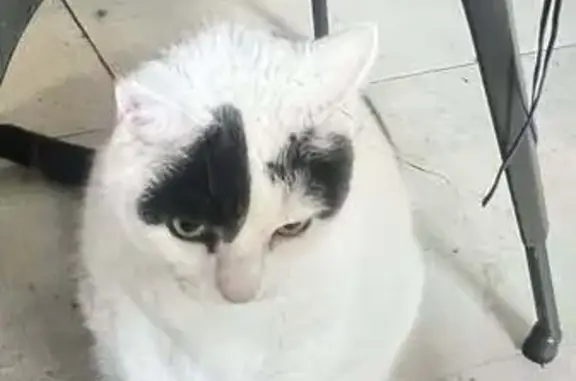 Lost 9-Year-Old Cat: White/Grey, Friendly