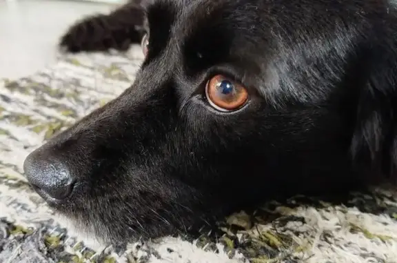 cachorro desaparecida