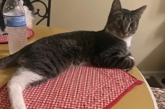 Lost Three-Legged Tabby on Clearview Rd