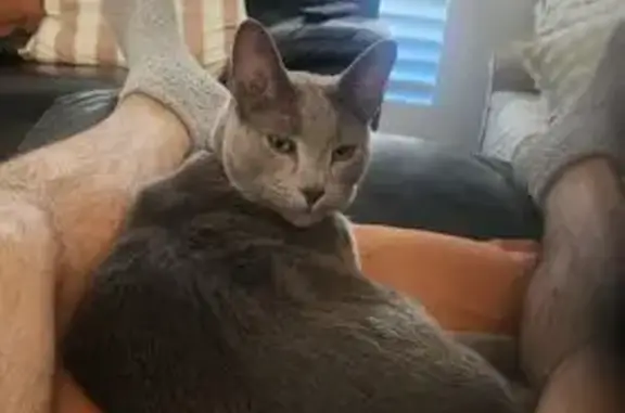 Lost Cat: Blue Grey in Gosford Area
