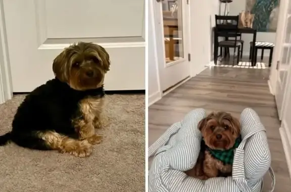 Lost Yorkie in Kempton: Reward Offered!