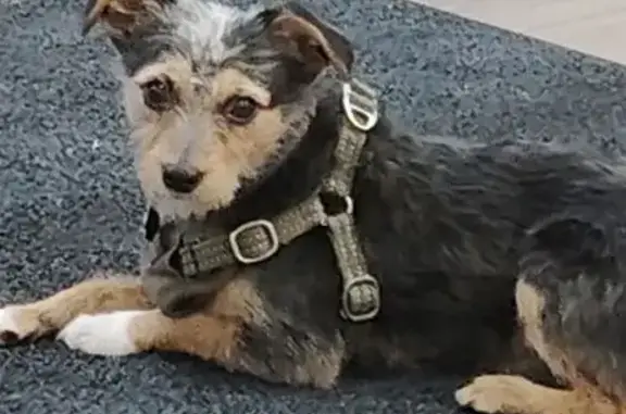 Missing dog Oregon Shores, photo: Lost Tricolor Dog in Medford, OR