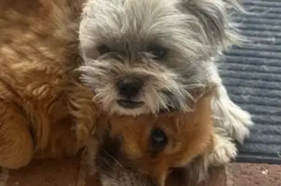 Lost pets , photo: Lost Dogs: Jacky & Sua - Fairfield Area