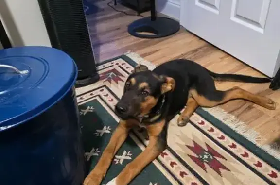 Found Dog: Black & Brown, Whit...