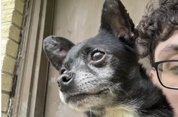 Lost Dog in Forest Park Place Area