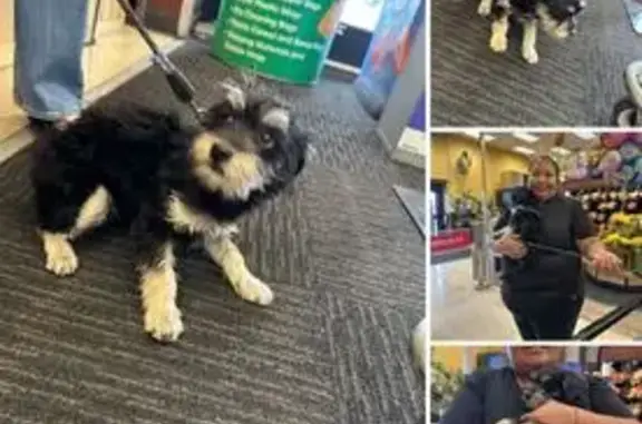 Lost and found pets Tucson, photo: Help Find Muggy's True Home in Tucson!