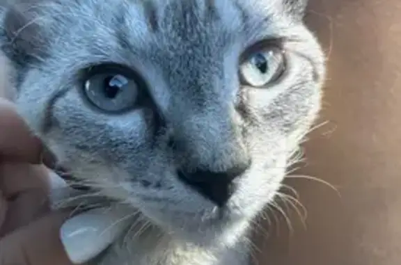 Lost Cat: White with Grey Stripes, Diamond Bar