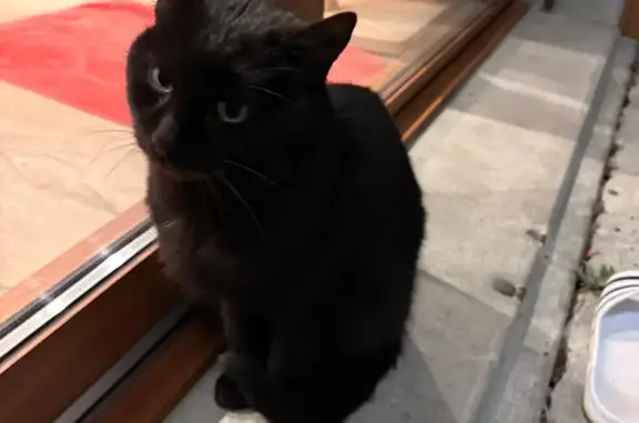 Animaux trouvés Challes-les-Eaux, photo: Chat noir sociable trouvé à Challes-les-Eaux