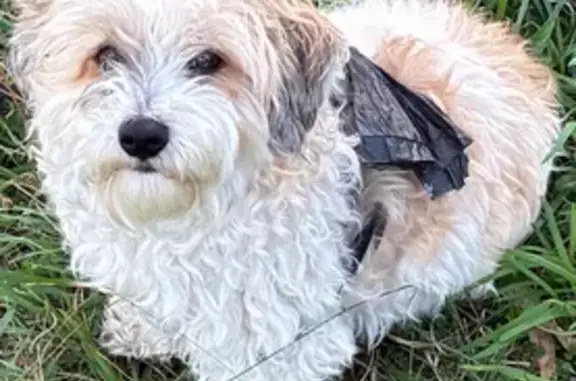 Lost Maltese Shih Tzu in Latrobe Storm