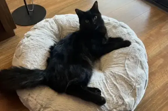 Missing cat Sydney, photo: Lost Cat: Fluffy Black & White in Sydney