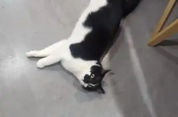 Help Find Leo: Lost Cat in Erskineville