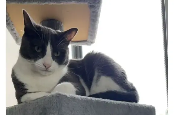 Missing cat Brimbank, photo: Lost Cat: Grey & White in Riverview