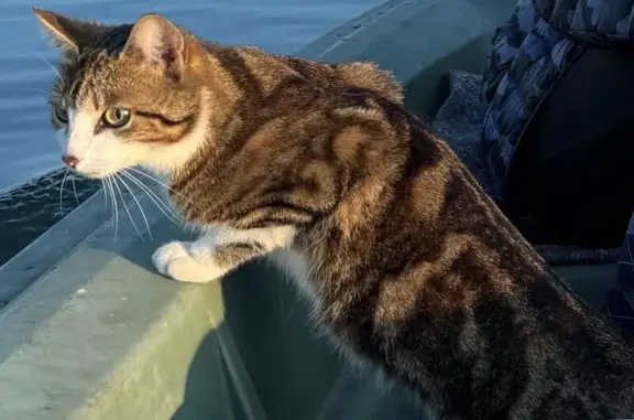 Chat perdu, Camon, photo: Chatte perdue, rue du 8 Mai à Camon