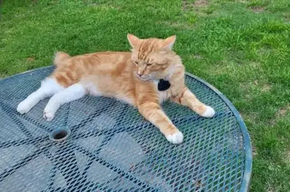 Lost and found pets Oklahoma City, photo: Lost Orange Cat Bobby in OKC Area