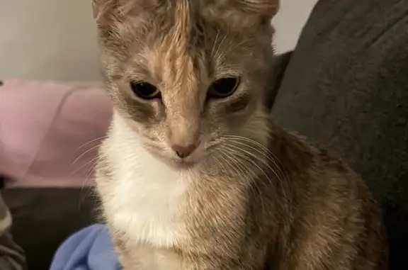 Help Find Delilah: Lost Miniature Cat