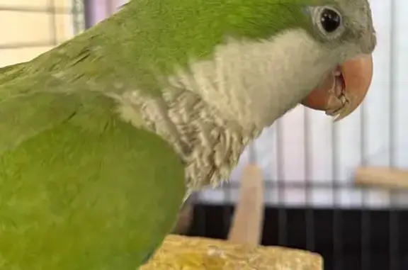 Lost pets , photo: Lost Talking Bird with One Lame Leg