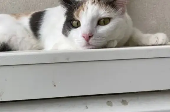 Chatte Calico perdue, Rue des Tamaris - photo