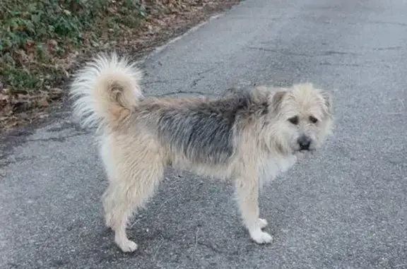 Chien trouvé Gières, photo: Chien trouvé beige/marron à Gières