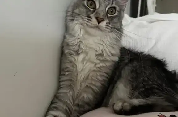 Chaton Maine Coon gris perdu à Avignon - photo