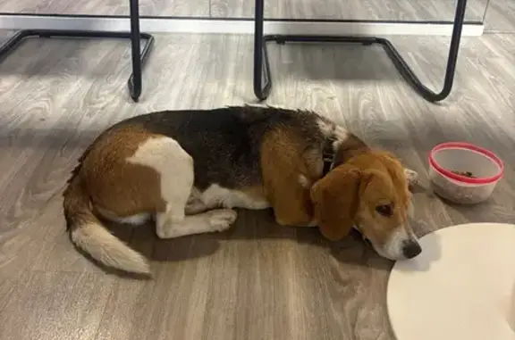 Animaux trouvés Plérin, photo: Beagle moyen trouvé Rue du Commerce, Plérin