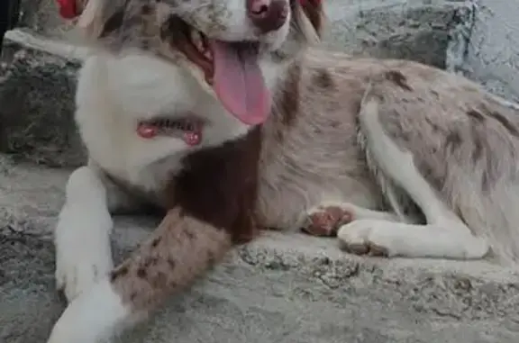 cachorro desaparecida