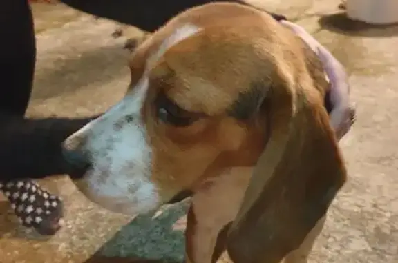 Animaux trouvés Alba-la-Romaine, photo: Jeune beagle mâle trouvé à Alba-la-Romaine