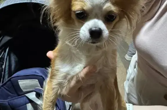 Found Dog Near Punggol Central...