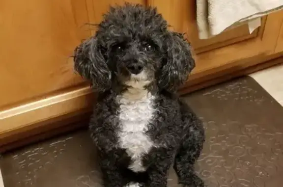 Help Find Cleanse: Lost Dog in Murfreesboro