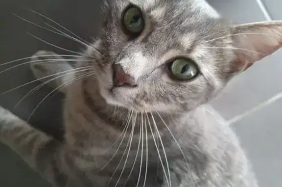 Chat perdu gris tigré à Rivières (NA) - photo