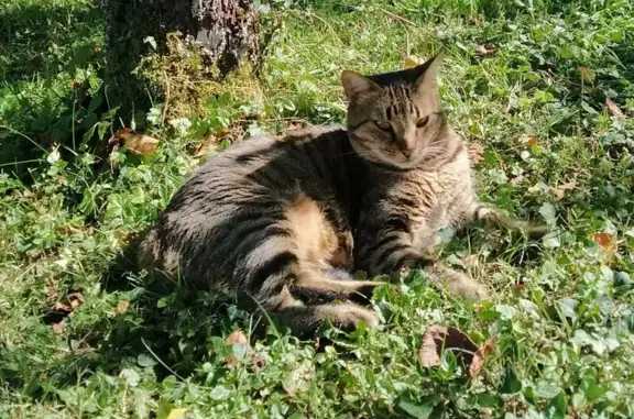 Chat perdu à Charvonnex, Route des Tivillons - photo