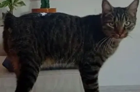 Chat gris tigré sans queue perdu à Marseillan - photo