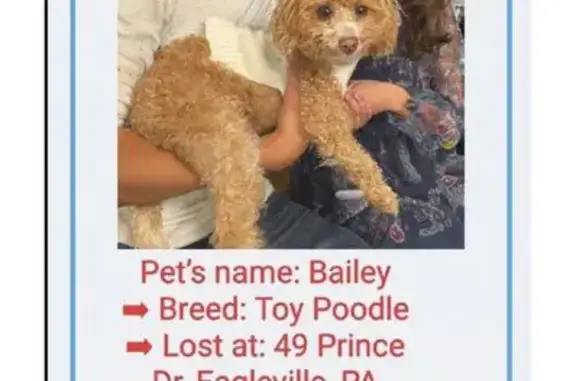 Lost Golden Brown Toy Poodle in Eagleville