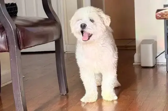 Lost Dog: Romeo, Small White & Brown, NY