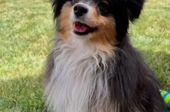 Missing dog Amarillo, photo: Lost Mini Aussie in Lexington Square