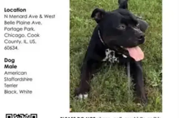 Lost Pit Bull Max: Friendly, Black & White