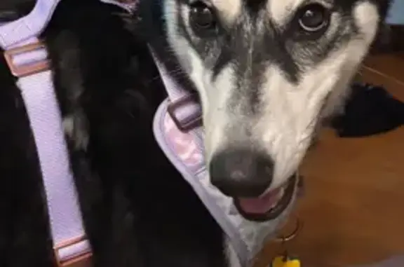 Lost Dog: Skittish, May Respond to Food