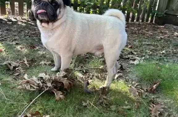 Missing dog Millville, photo: Lost Dog in Millville: Help Find Yoyo