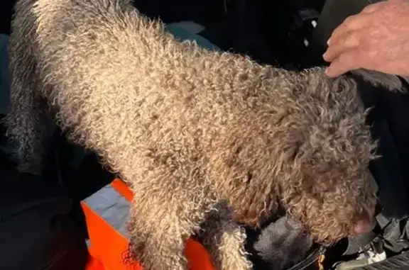 Animaux trouvés Valréas, photo: Lagoto frisé mâle beige trouvé à Valréas