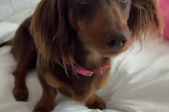 Lost Mini Dachshund: Lucki on Cherokee Dr