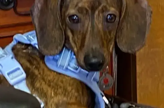 Lost Mini Dachshund: Emotional Support Pet